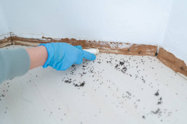 Trusted Harper, TX Pest Control Experts